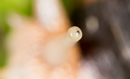 Eye snail in nature. super macroの写真素材
