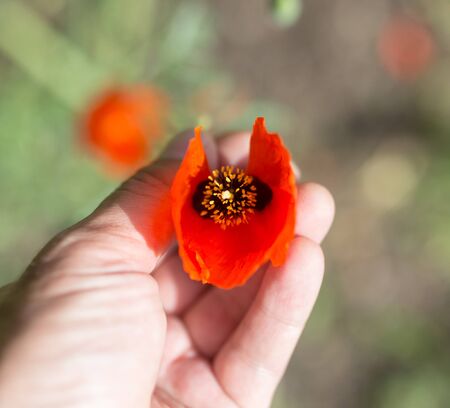red poppy flower in hand on natureの写真素材