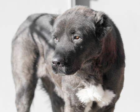 Portrait of a black dog on the natureの写真素材