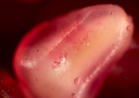 Pomegranate as a background. macroの写真素材
