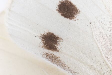 butterfly wing as a background. macroの写真素材