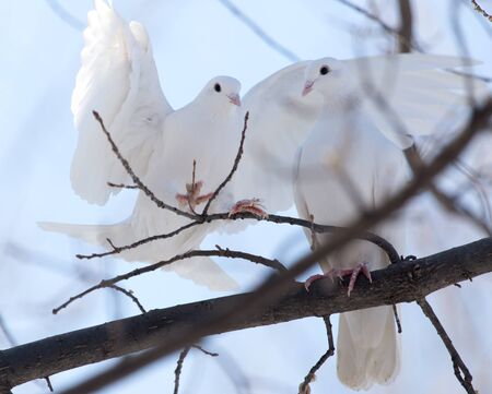 white dove on the tree in natureの写真素材