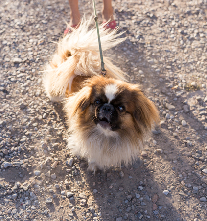 dog on the nature