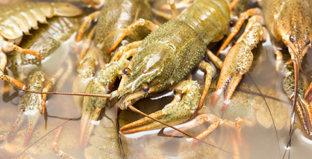 Live crayfish in the water as a background