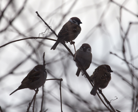 flock of sparrows on the bare branches of a treeの写真素材