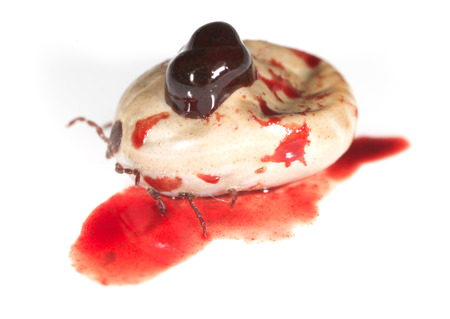 mites in blood on a white background. macroの写真素材