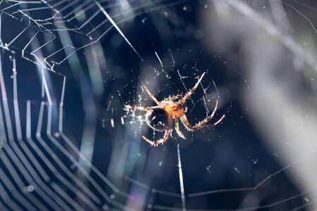 spider on a web. macroの写真素材