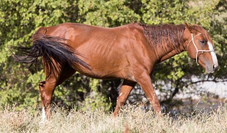 red horse on nature in autumnの写真素材