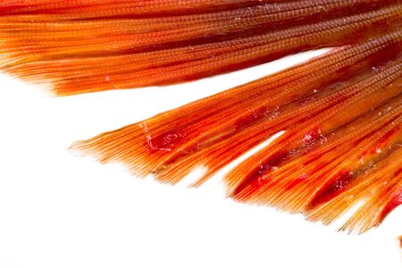 fish tail on a white backgroundの写真素材