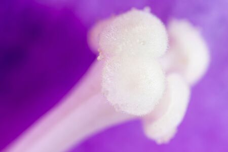 pollen in flower. super macroの写真素材