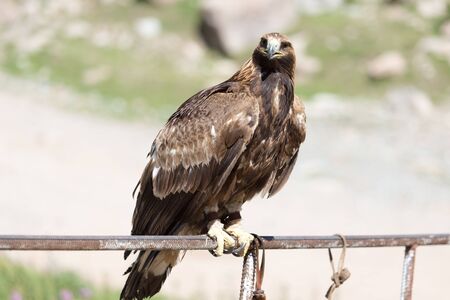 eagle sitting on the fence