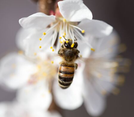 bee on a flower in the nature. macro