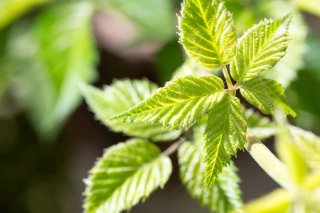 green leaves on a raspberryの写真素材