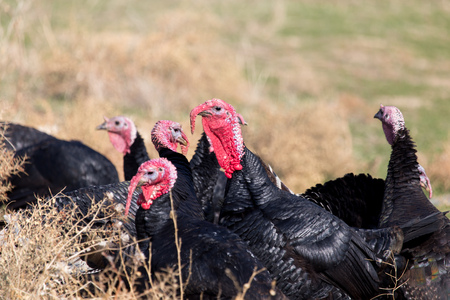 farm turkeys outdoorsの写真素材