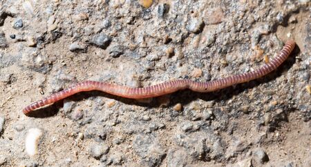 red worm on the ground. macroの写真素材