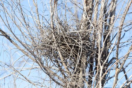 Nest among the branches against a blue skyの写真素材