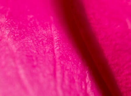 red rose petals as a background. macroの写真素材