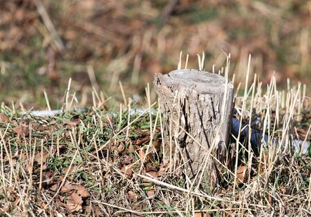 stump on the tree in nature in winterの写真素材