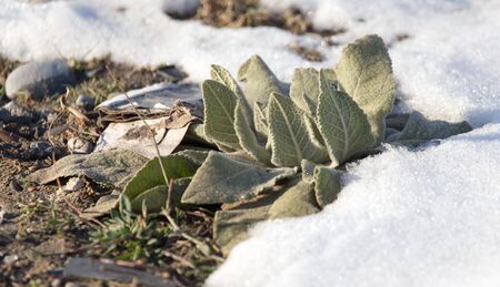 green leaves of the plant in the winter nature
