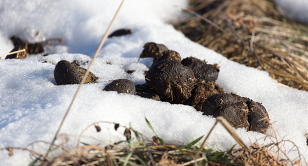 Horse shit on the ground in winterの写真素材
