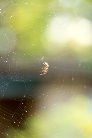 spider on a web in nature