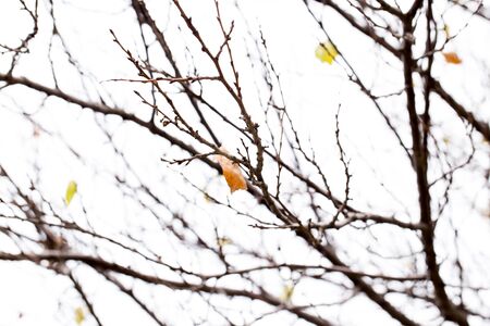 bare branches of a tree in natureの写真素材