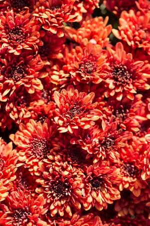 red flowers on a nature backgroundの写真素材