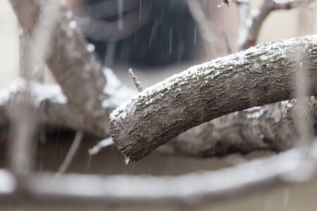 snow on tree branchesの写真素材