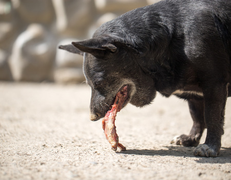 dog eats boneの写真素材