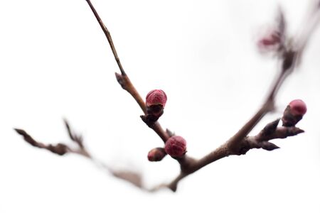 apricot flower buds. Macroの写真素材