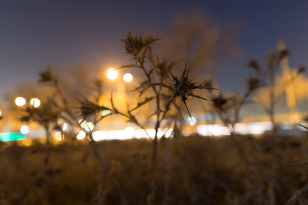 prickly plant at night outdoorsの写真素材
