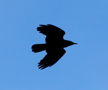 Crow on a background of blue skyの写真素材