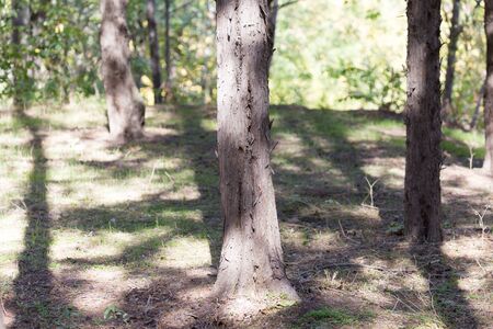 trunk of a tree in natureの写真素材