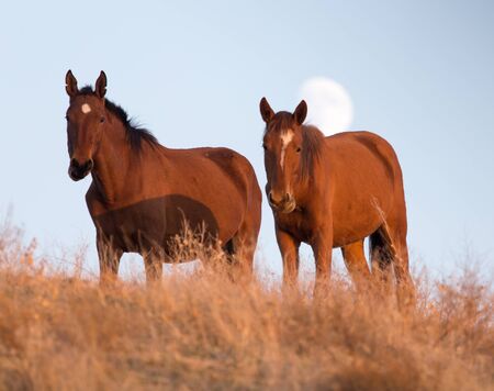 a horse in a pasture at sunsetの写真素材