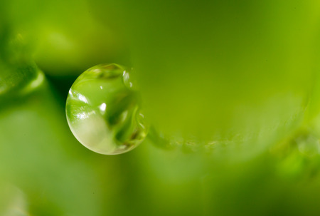 drops of dew on the grass. macro