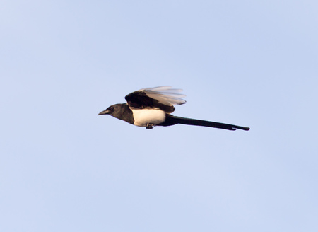 bird in flight against the skyの写真素材