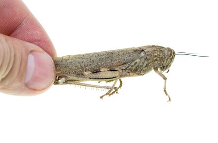 Grasshopper in the hand on a white backgroundの写真素材