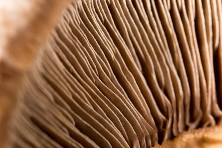 cap mushroom as a backgroundの写真素材