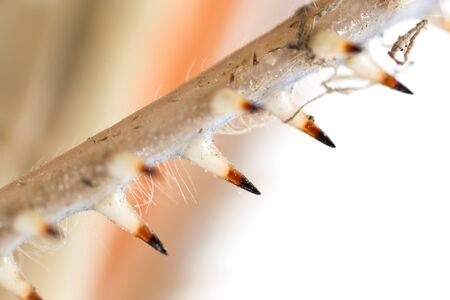 foot grasshopper on a white backgroundの写真素材