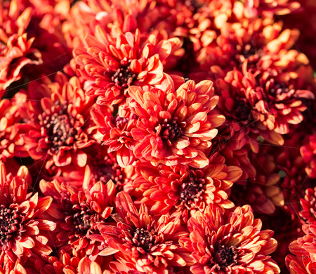 red flowers on a nature backgroundの写真素材