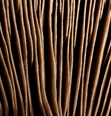 cap mushroom as a backgroundの写真素材