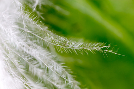 feather on a green backgroundの写真素材