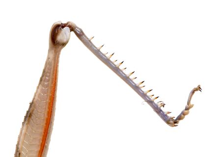 foot grasshopper on a white background