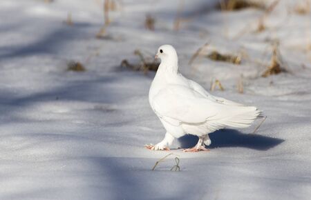 white dove in the snow in the winterの写真素材