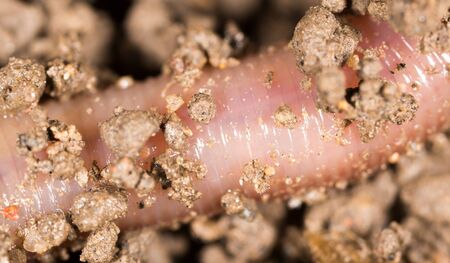 red worm in the ground. macroの写真素材