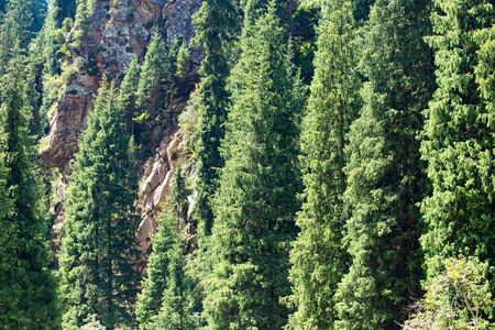 beautiful Christmas tree in the mountains in summerの写真素材