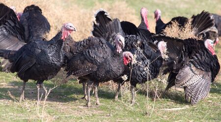 farm turkeys outdoorsの写真素材