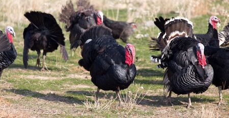 farm turkeys outdoorsの写真素材