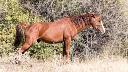 red horse on nature in autumnの写真素材