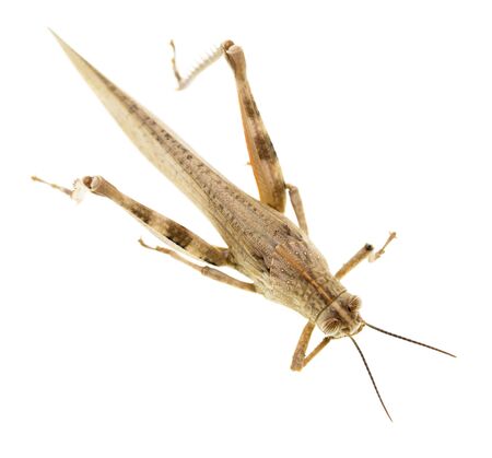 grasshopper on a white background